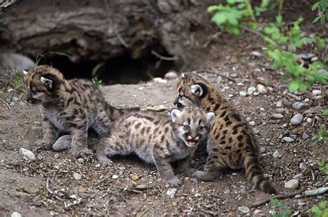 Mountain Lion Cubs Catamount Behaviour Alert Photo Background And Picture For Free Download ...