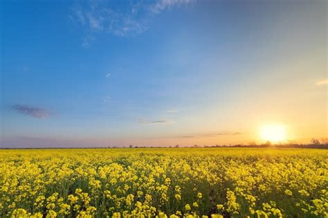 Premium Photo | Bright colorful sunset field canola