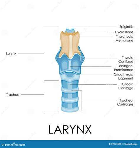 Diagram of Larynx stock vector. Image of physiology, human - 39773600