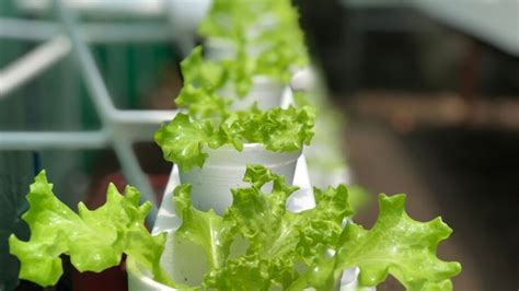 6 Quick And Easy Ways To Grow Lettuce - Gardening Sun