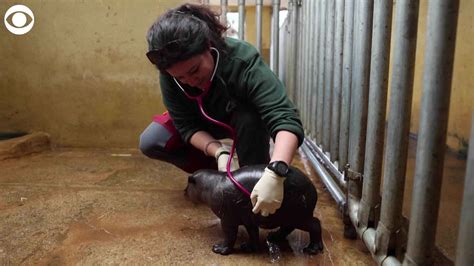 Baby pygmy hippo born at zoo in Greece