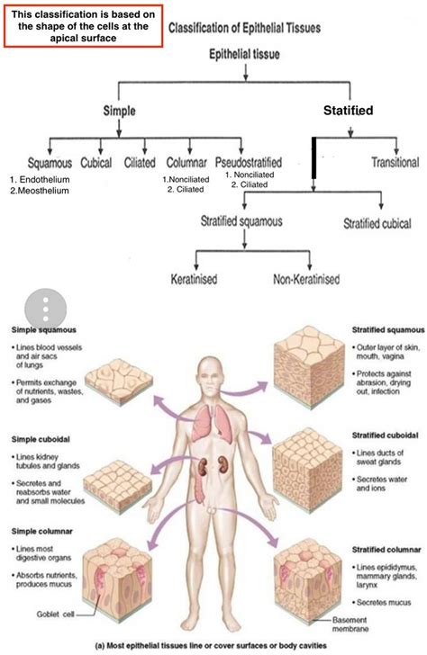 Characteristics & Functions of Epithelial Tissue Diagram | Quizlet