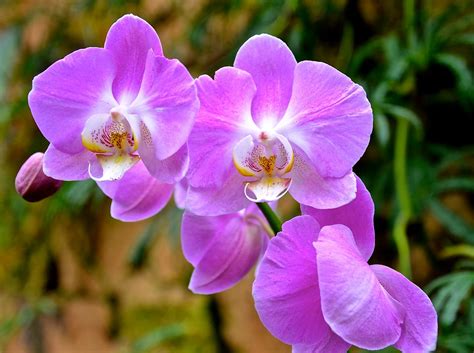 Violet Orchids -Explore #334 - '14 Lincoln Park Conservato… | Flickr