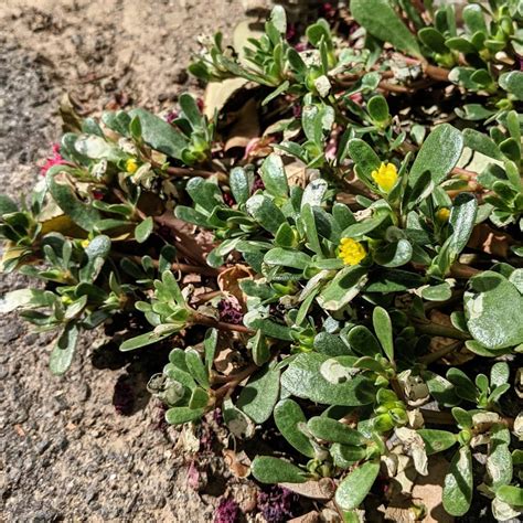 Purslane Weed / Purslane Identification And Uses A Plant Profile The ...