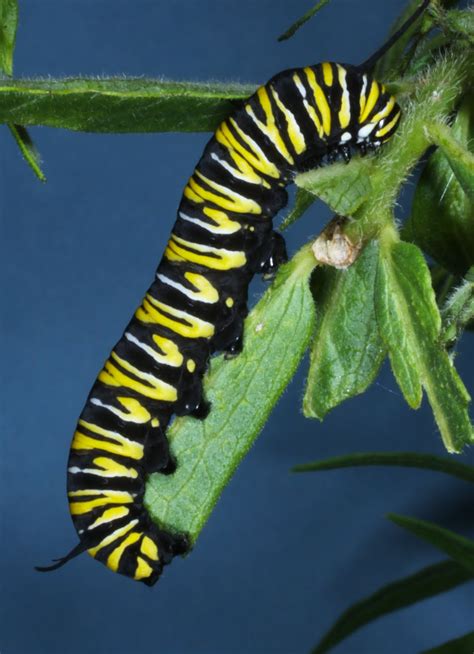 All of Nature: Monarch Caterpillar Fly Parasite