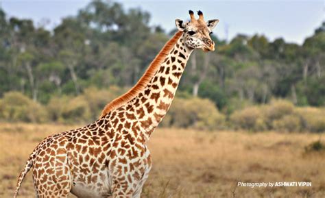 Kenya fights to save shrinking giraffe populations | African Wildlife ...