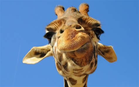 🔥 [33+] Giraffe Wallpapers | WallpaperSafari