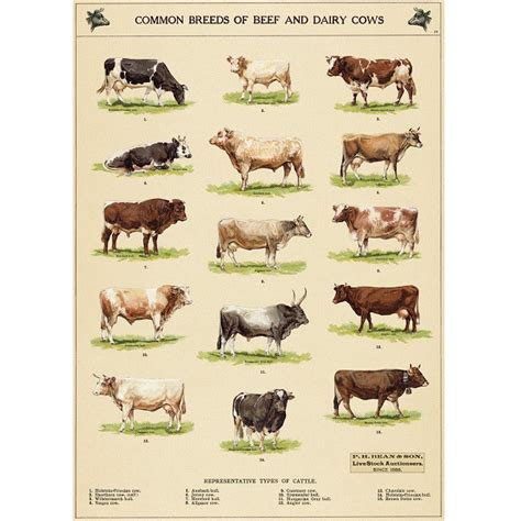 Cavallini & Co. Wrap - Common Breeds of Beef and Dairy Cows - Penelope Wurr