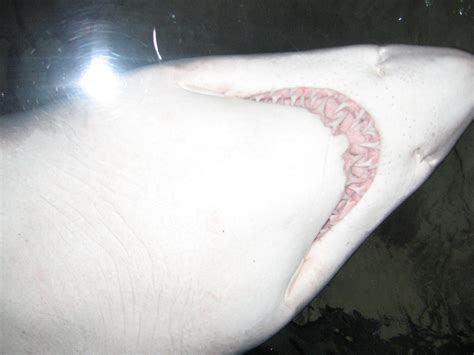 Shark teeth | A shark swims above in the other tank with a v… | Flickr