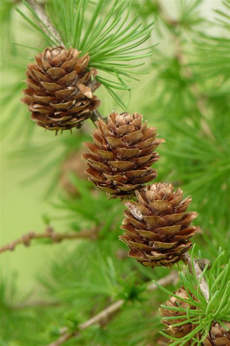 Larch facts and health benefits