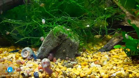 Can I Add More Gravel To My Fish Tank? [Fish Tank DIY}