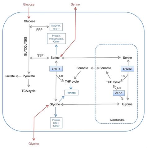 Serine Amino Acid - Function, Deficiency, Foods High In Serine