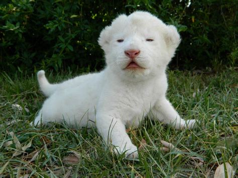 White Lion Cub - White Lions Wallpaper (32810366) - Fanpop