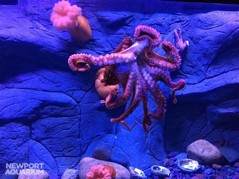 Takeover Tuesday: World of The Octopus Edition | Aquarium Works