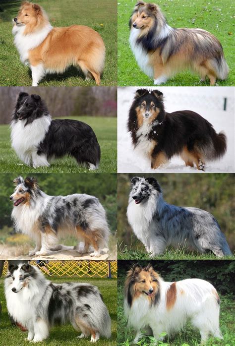 The Sheltie Colors: Photos, Oddities, and Genetics | Shetland sheepdog puppies, Sheltie puppy, Dogs