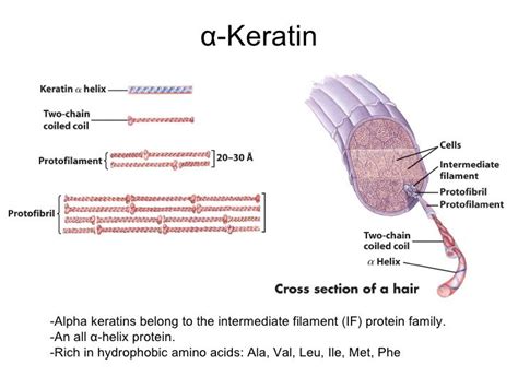 alpha-keratin structure | Hair science, Hair and beauty salon, Hair ...