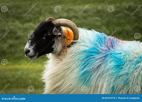 Hebridean Sheep Stock Photo - Image: 60761974