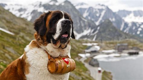 St. Bernard Wallpapers - Top Free St. Bernard Backgrounds - WallpaperAccess