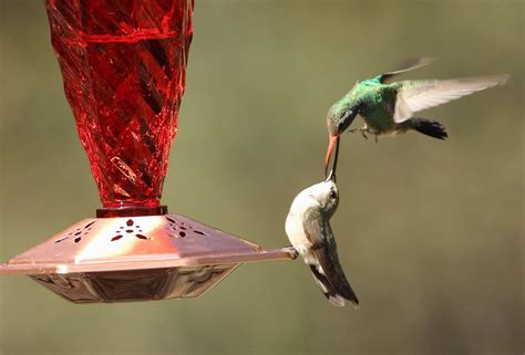 The Best Sites to See Arizona Hummingbirds - Birds and Blooms