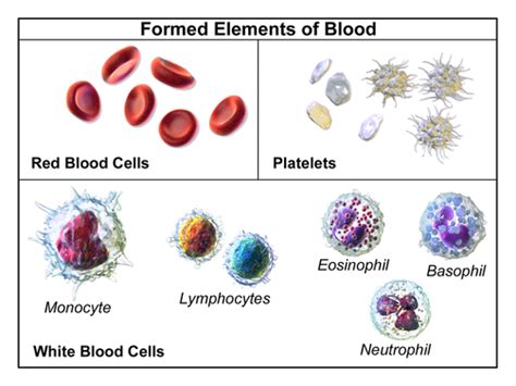 Blood Contents