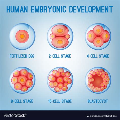 Embryo development image Royalty Free Vector Image