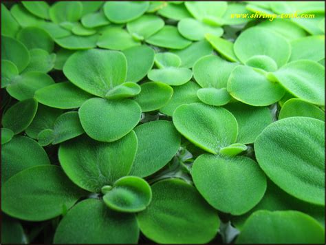 Shrimp-Tank.com Mini water lettuce plant