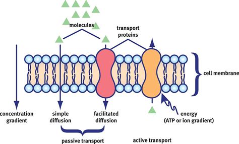 What are some examples of the function of proteins? | Socratic