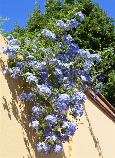 Plumbago auriculata