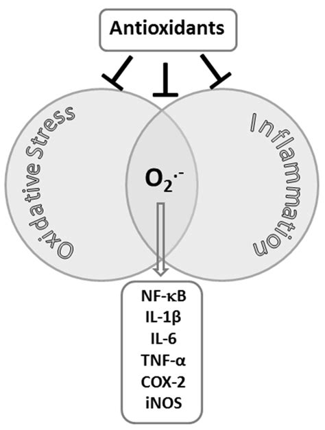 Interactions between oxidative stress and inflammation. | Download ...