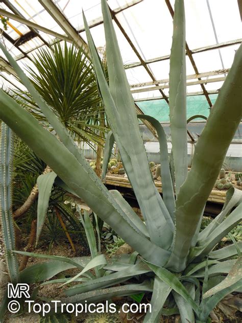 Agave americana, Century plant