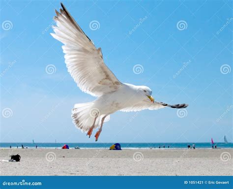 Seagull On The Beach Stock Image - Image: 1051421