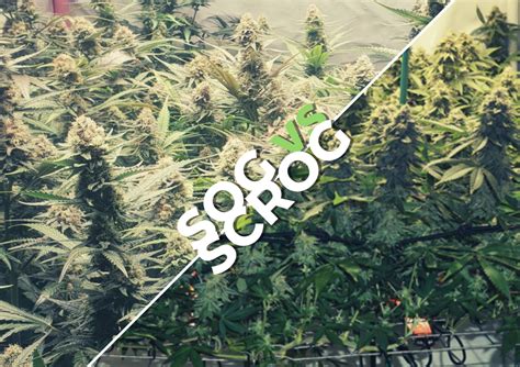 SOG vs SCROG: Which One is Best for Your Grow? | Dutch Passion