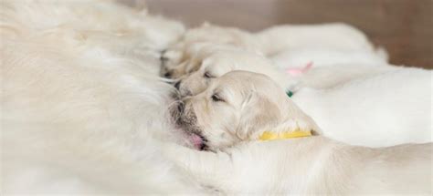 Great Pyrenees Growth Chart | Weight & Size Chart