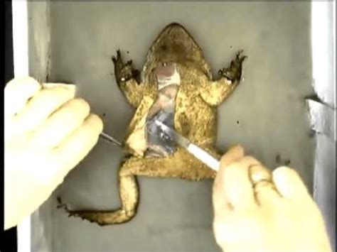 Toad Dissection Part 7 - Initial Incisions - YouTube