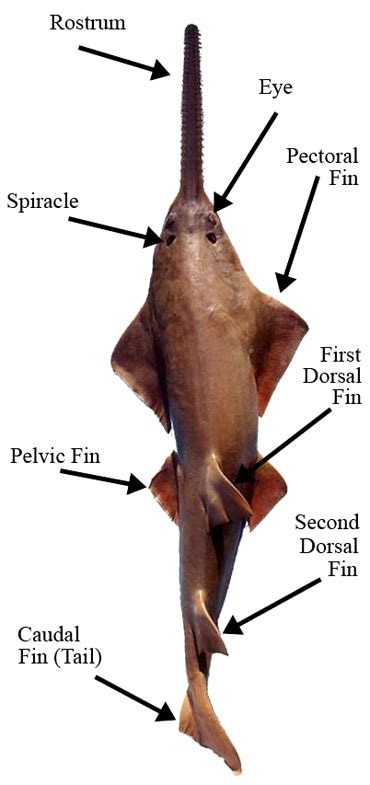 Sawfish Anatomy – Discover Fishes