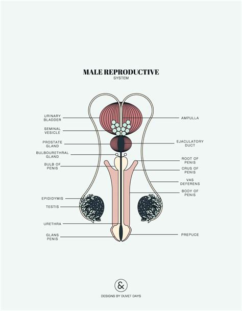 Wiring Anda Diagram Photo Male Reproductive Anatomy Diagram Quiz - Gambaran