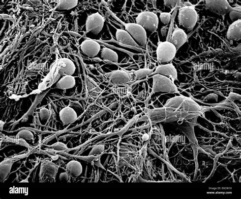 Neurons microscope hi-res stock photography and images - Alamy