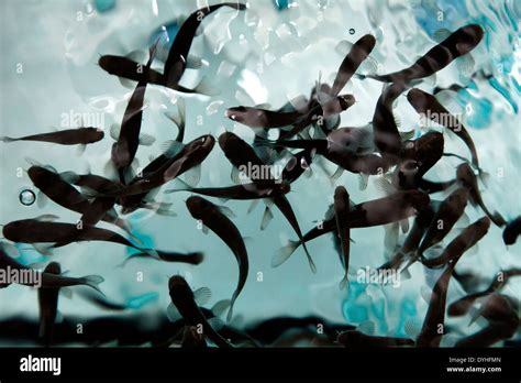 Fish tank for fish pedicure Stock Photo - Alamy