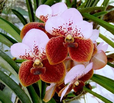 Waling-waling orchid (Vanda Sanderiana) - New Philippines' National ...