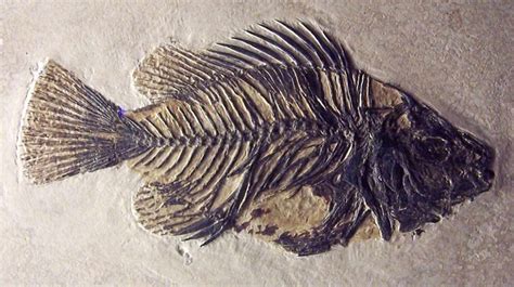 500 Million Years of Fish Evolution