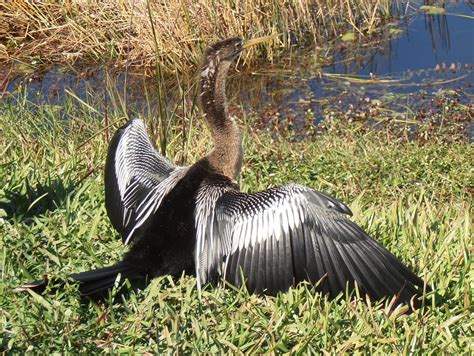 American Travel Journal: Anhinga Trail - Everglades National Park