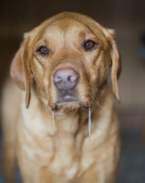 1,100+ Drooling Funny Dog Stock Photos, Pictures & Royalty-Free Images - iStock