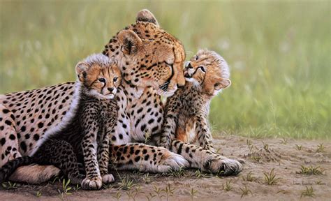 Cheetah mother and cubs