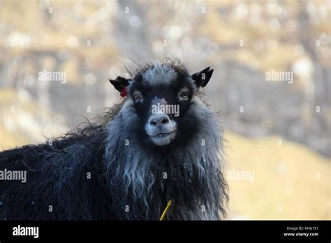 Wildlife in the Faroe Islands Stock Photo - Alamy