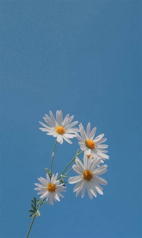 vintage daisy with sky Flower Desktop Wallpaper, Purple Flowers Wallpaper, Spring Wallpaper ...