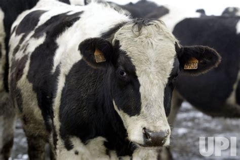 Photo: MAD COWS DISEASE - SEA2004011704 - UPI.com