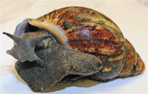 Shipment of 67 live giant African snails intercepted at Los Angeles International Airport | Fox News