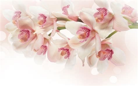 White Orchid Wallpapers - Wallpaper Cave