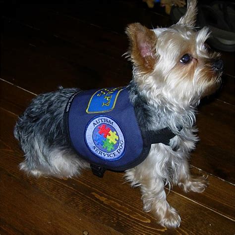 Small Service Dog Vest | Official vest for small dogs