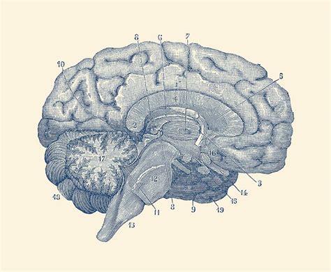 Human Brain Anatomy Diagram Drawing by Vintage Anatomy Prints - Fine ...